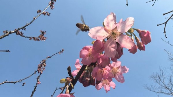 持银发年票，今年底前国内出境多地“随心飞”！春日出游产品上新