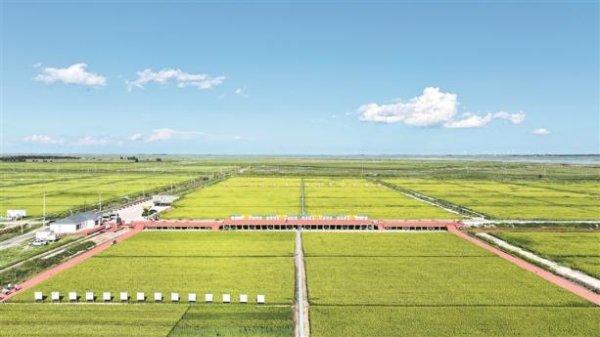深度关注丨监督推动盐碱地变＂米粮川＂