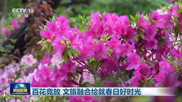 视频丨百花竞放 文旅融合绘就春日好时光