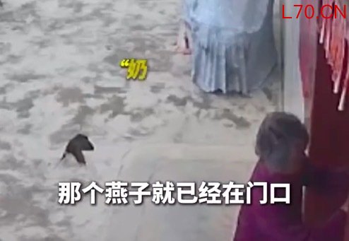 奶奶外出忘留门急得燕子父母乱飞 当事人回应