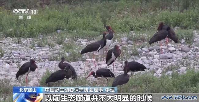 北京正成为珍稀野生动物宜居家园 生态修复成效显著