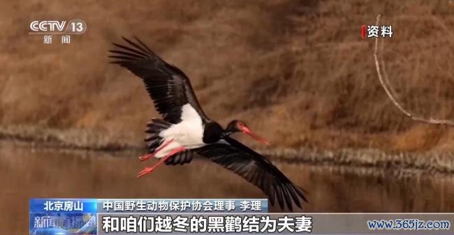 北京正成为珍稀野生动物宜居家园 生态修复成效显著