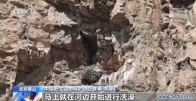 北京正成为珍稀野生动物宜居家园