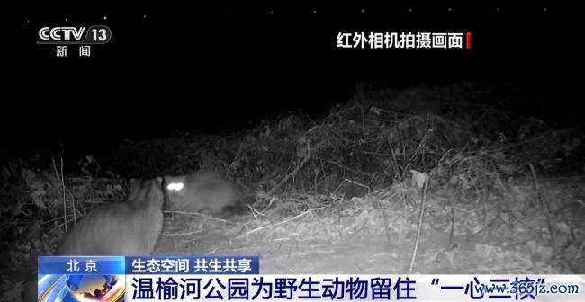 北京正成为珍稀野生动物宜居家园 生态修复成效显著
