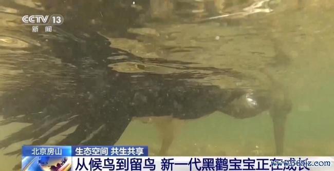 北京正成为珍稀野生动物宜居家园 生态修复成效显著