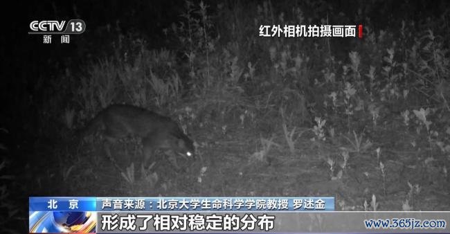 北京正成为珍稀野生动物宜居家园 生态修复成效显著
