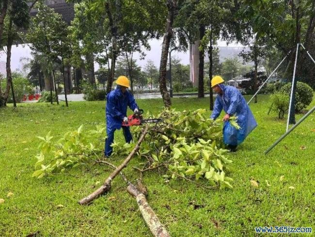 台风后的深圳：锯树 切杆 争分夺秒恢复市容